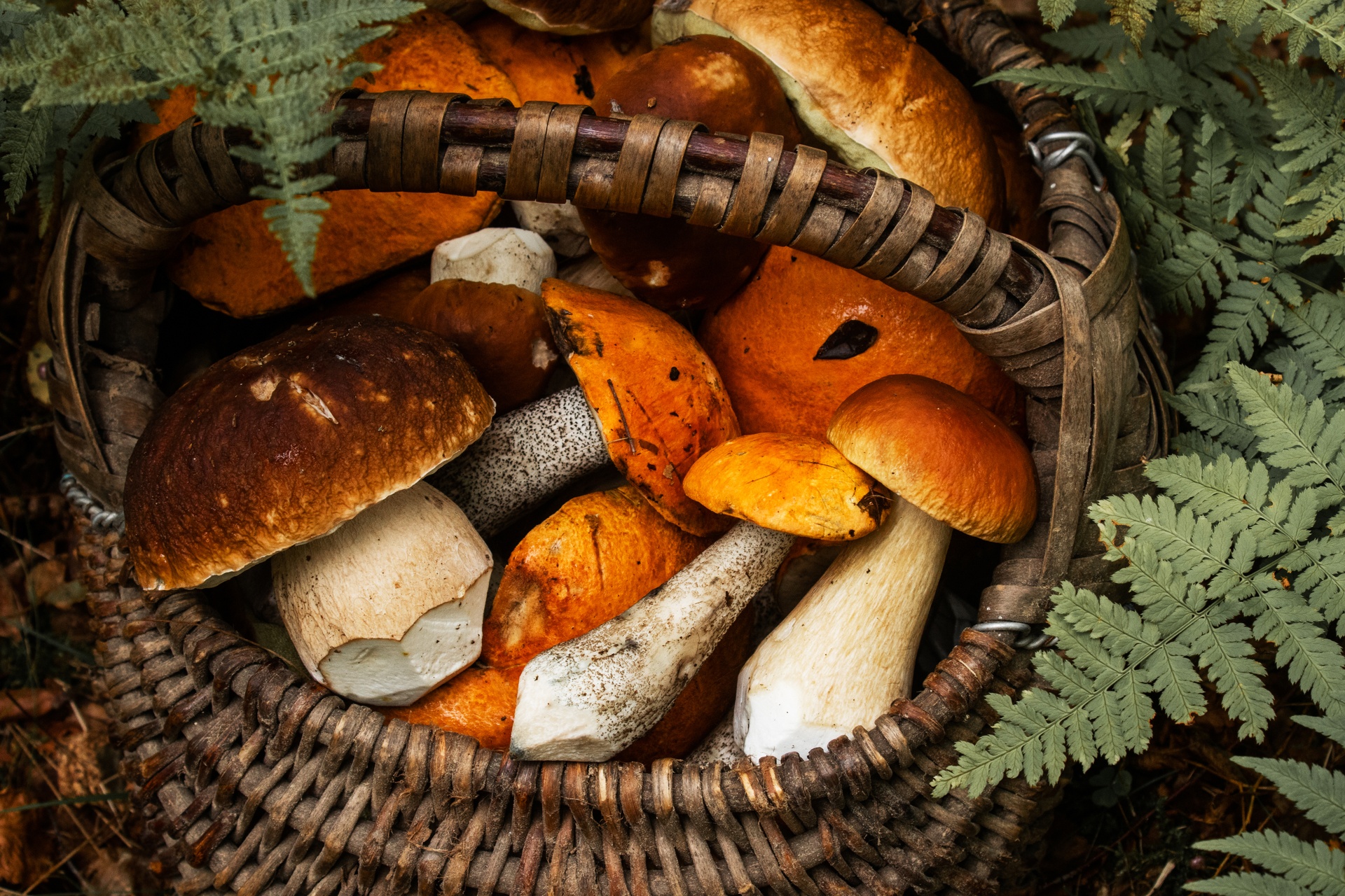 Basket of mushrooms foraged in Estonia