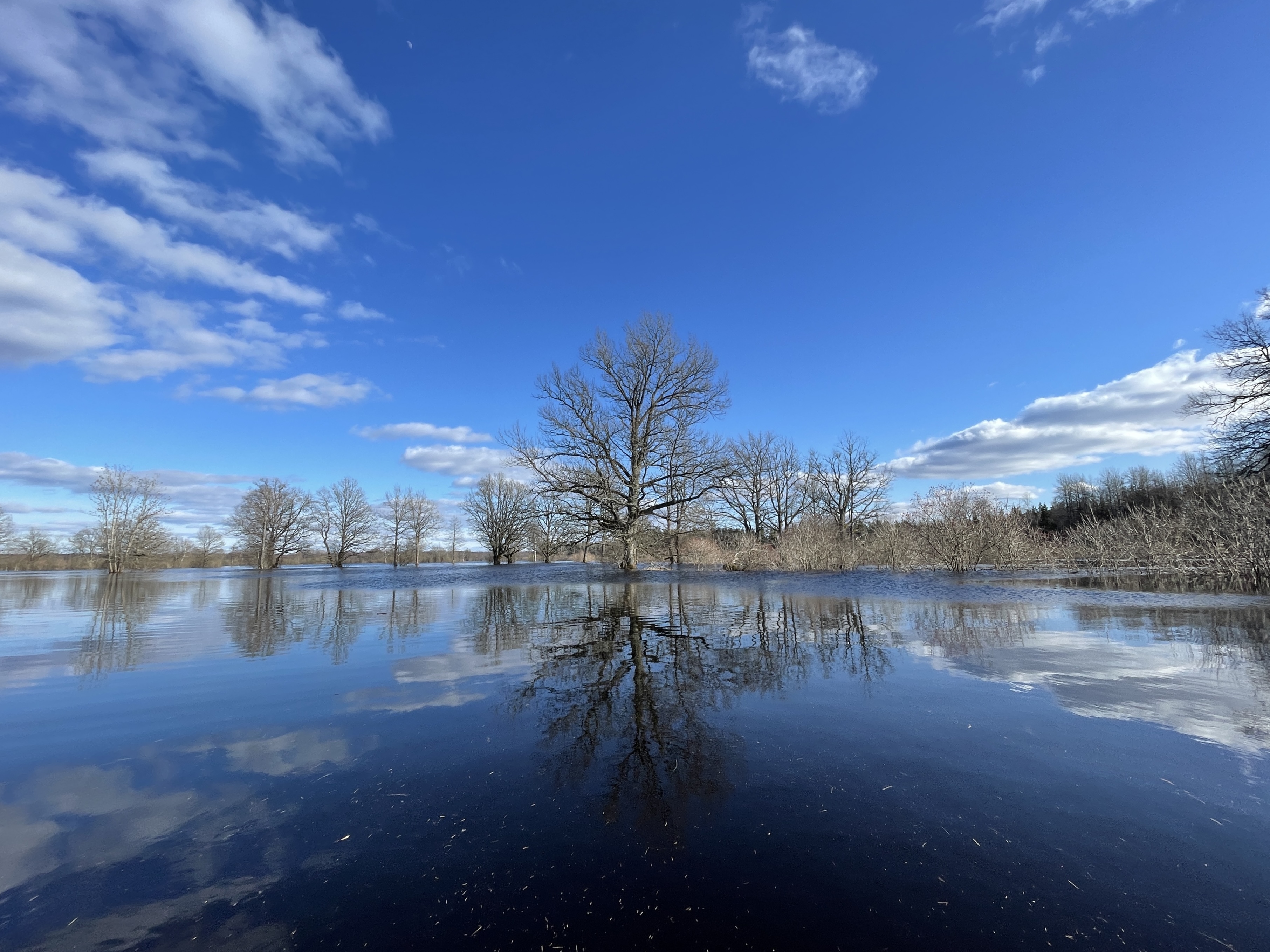 Flooded meadow and bare trees in Soomaa National Park