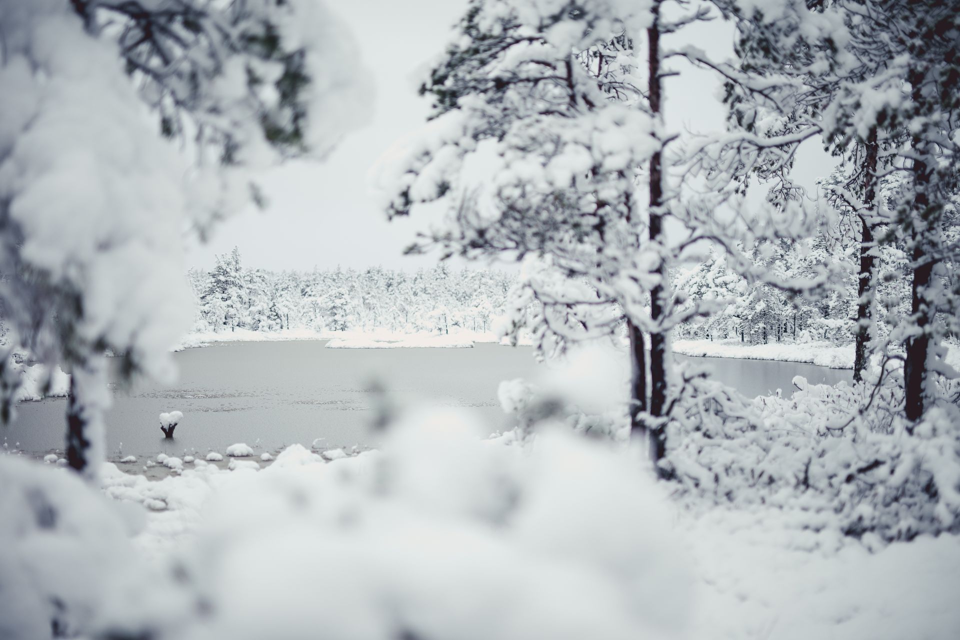 Wintery bog lake