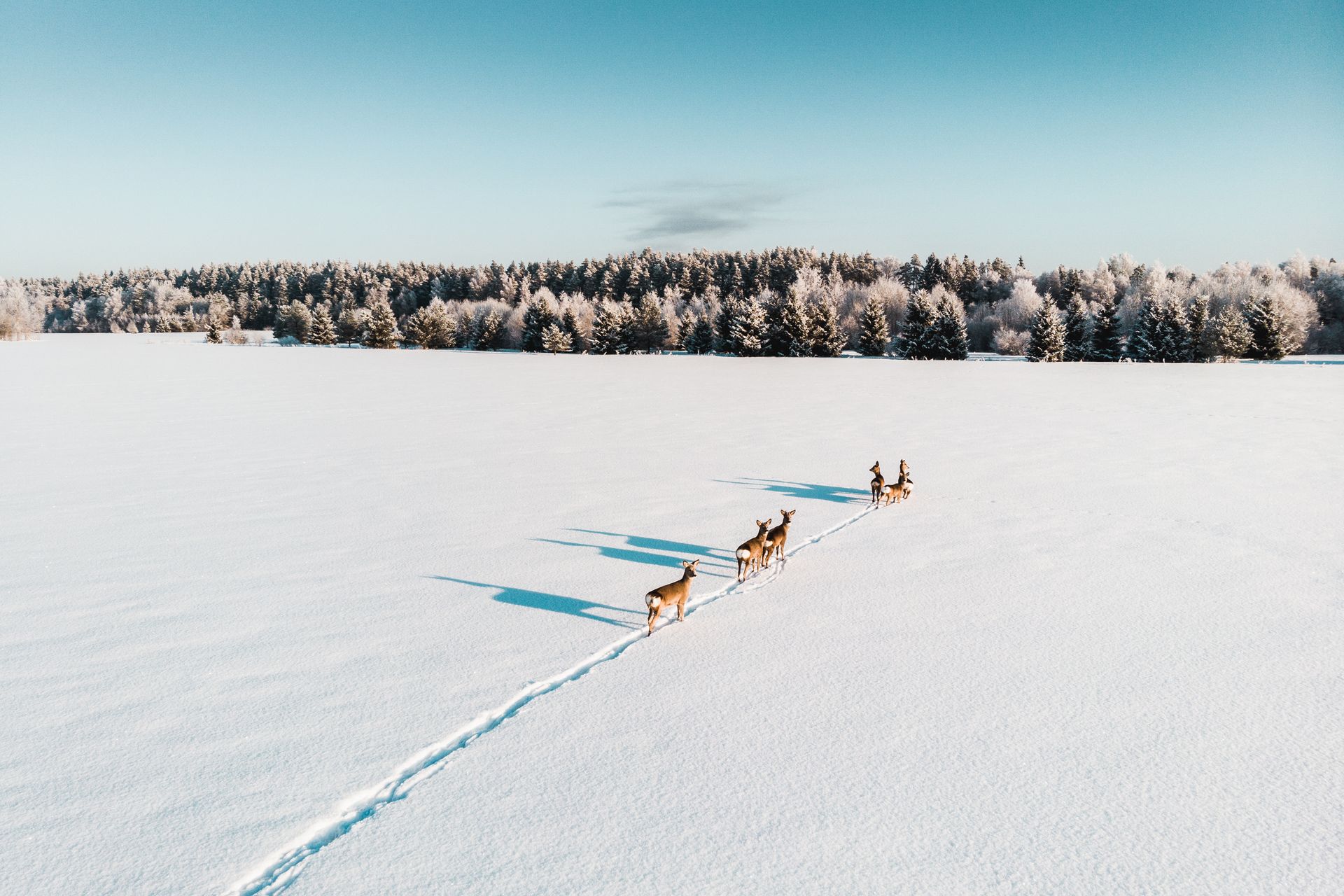 Wintery Tartu landscape deers on the backround