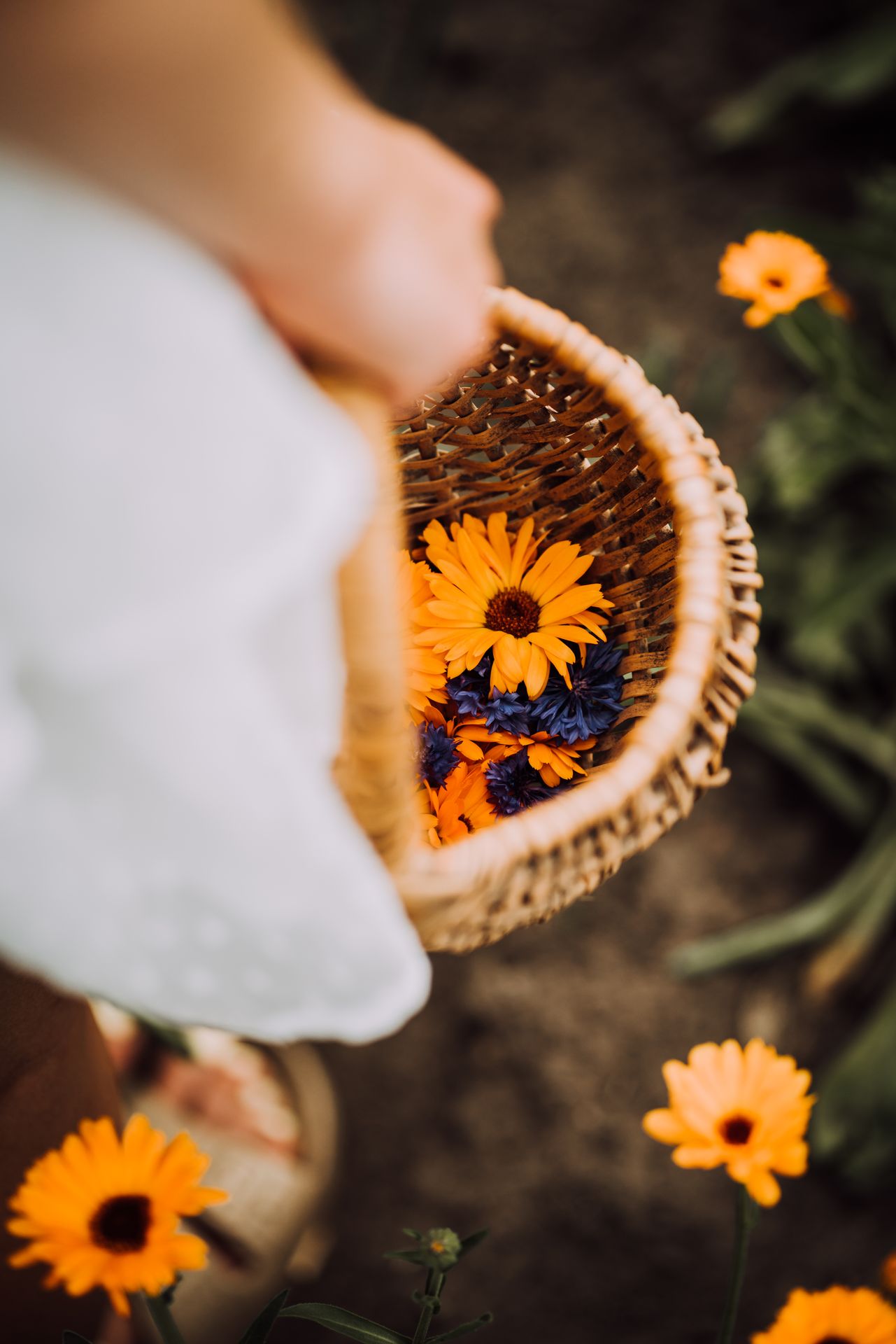 Collecting herbs and flowers from nature in Estonia