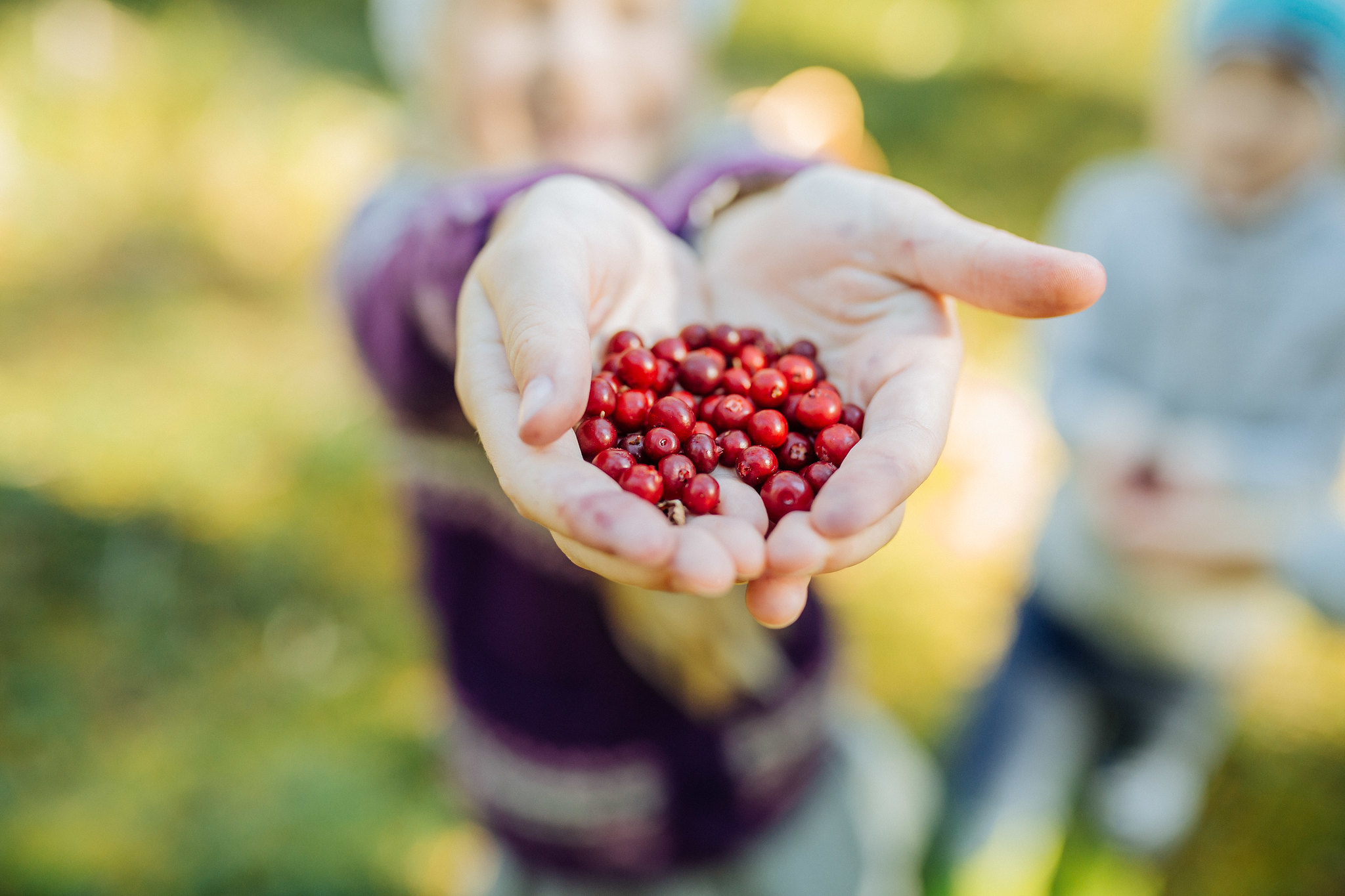 Child holds handful of lingonberries in Estonia