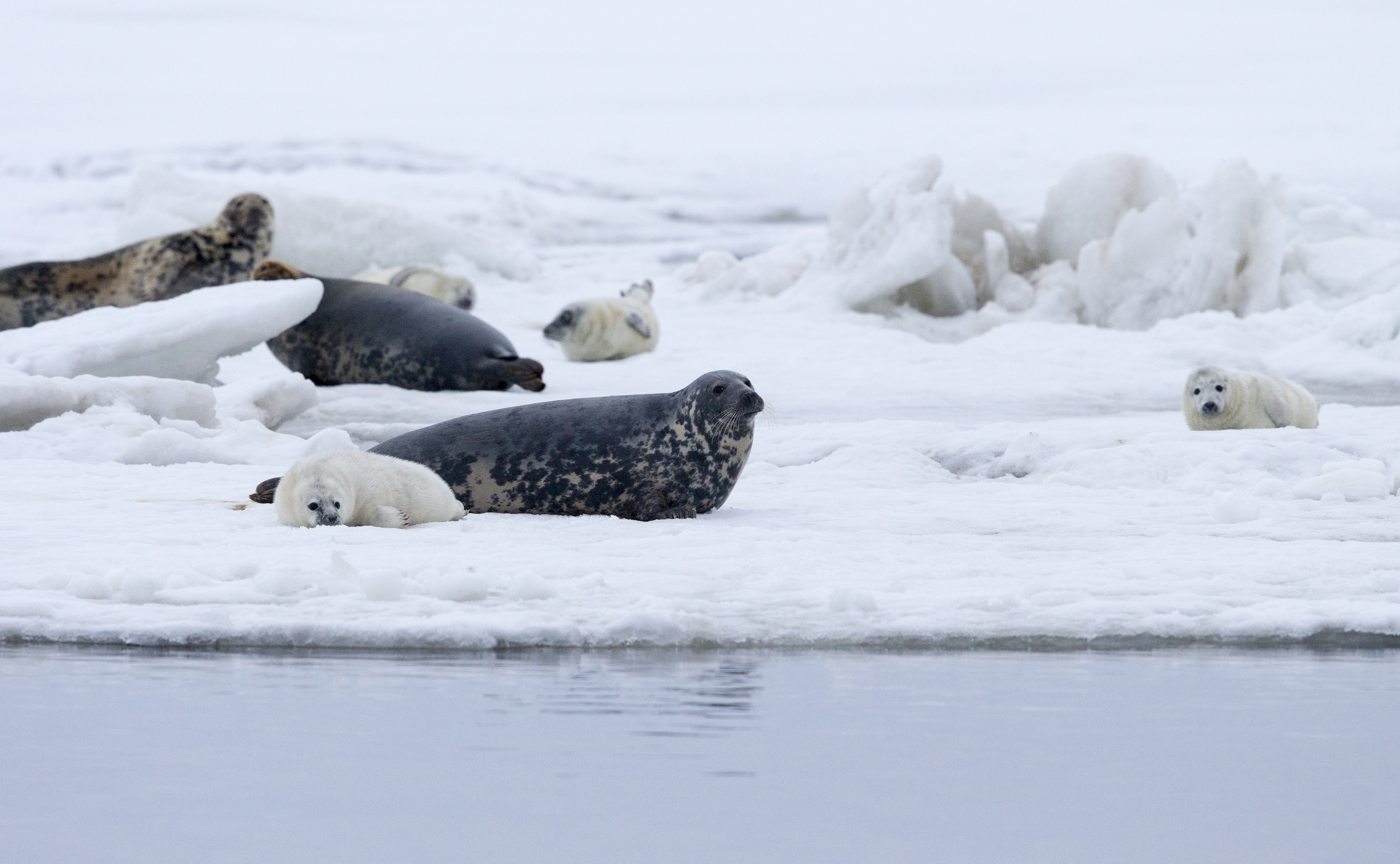 Bären, Elche, Robben, Vögel – Wildtiere in Estland