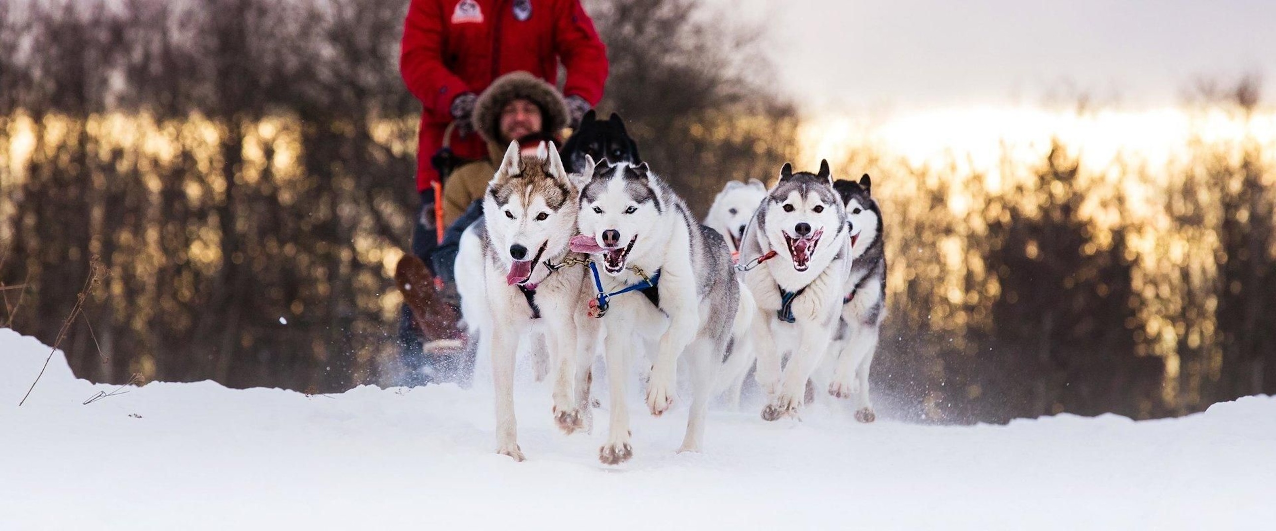 Sled dogs running in the snow pulling a a man 
on a sled