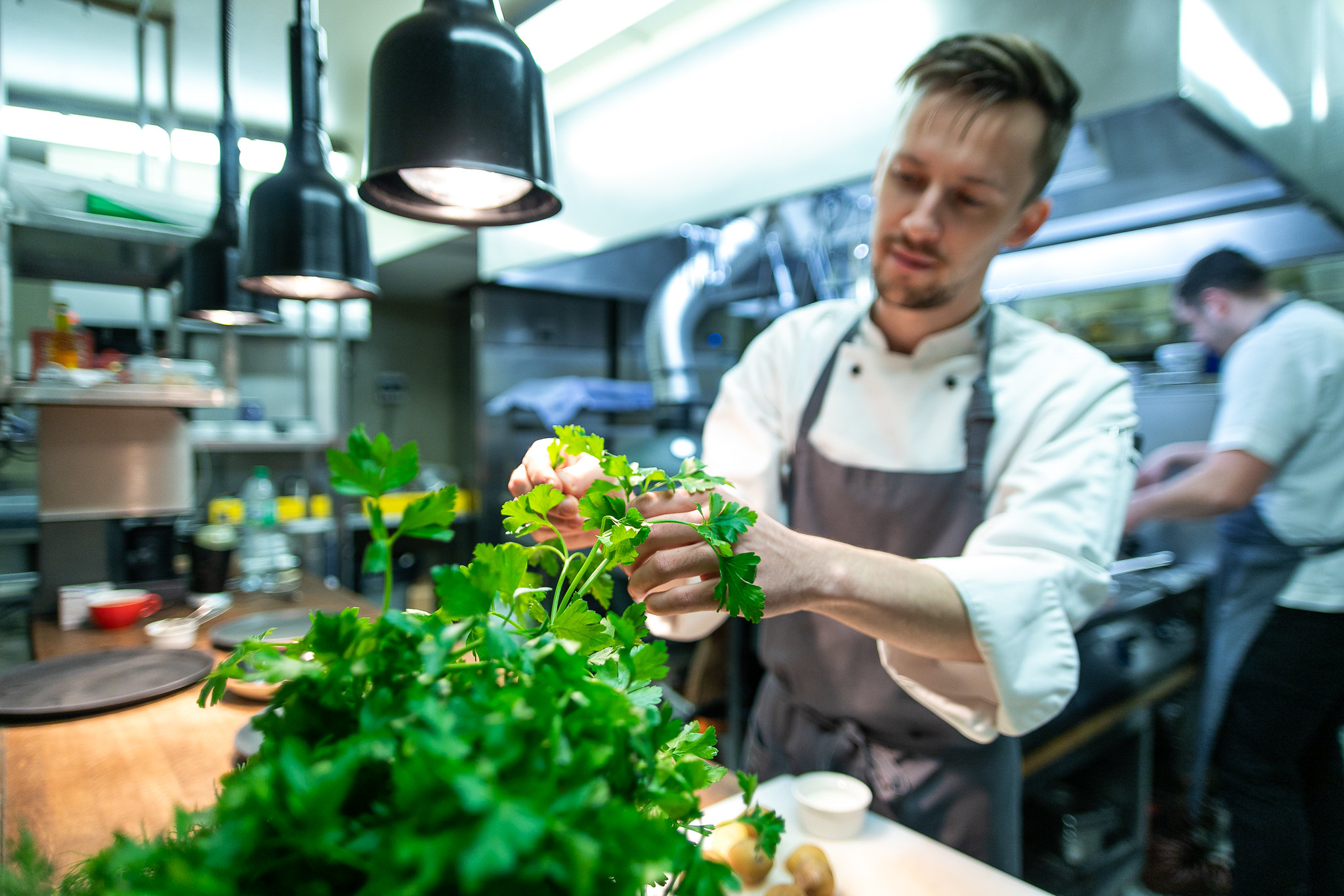 Chef at Fellin in Viljandi using green herbs to cook