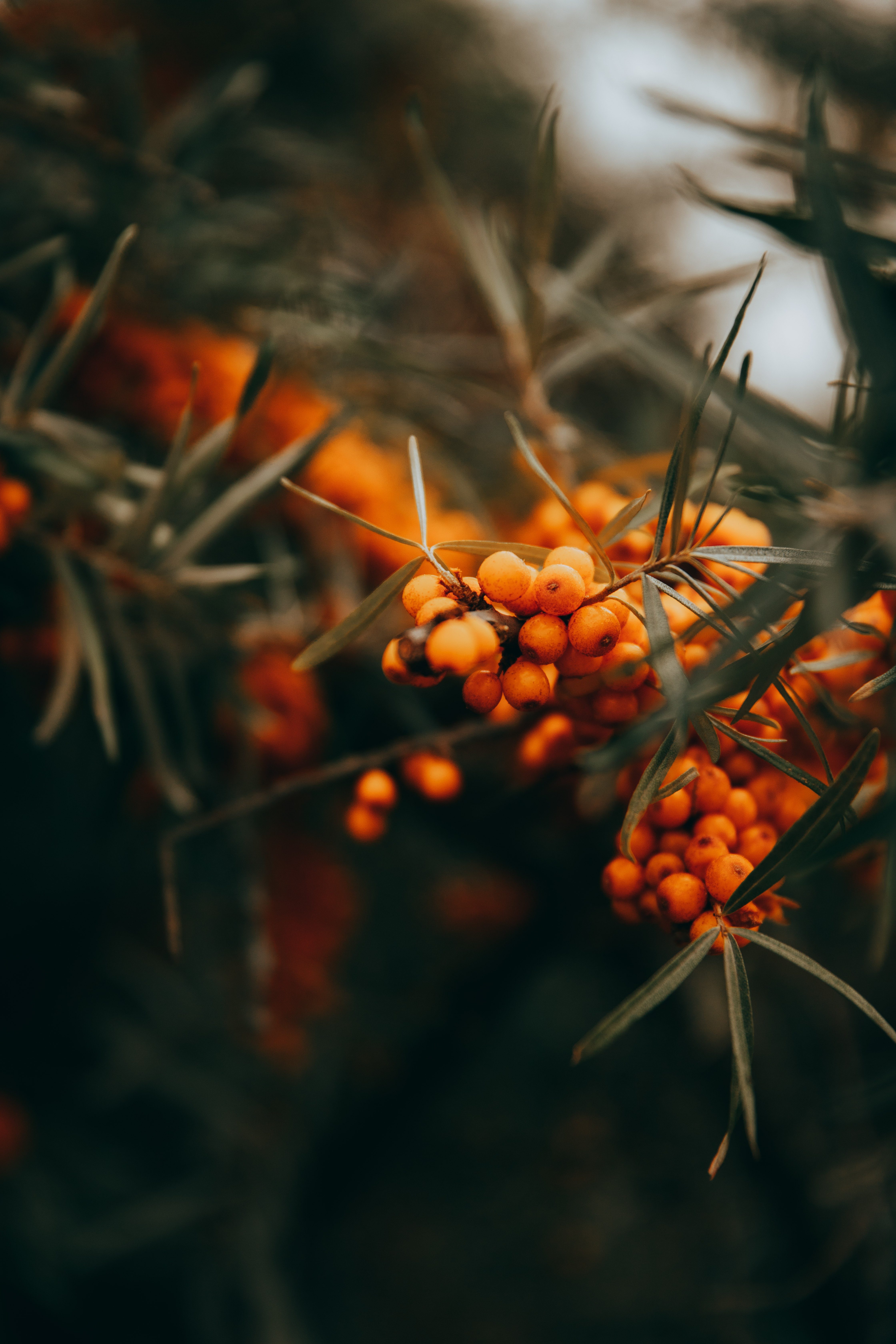 Sea buckthorn berries near the beach in Estonia