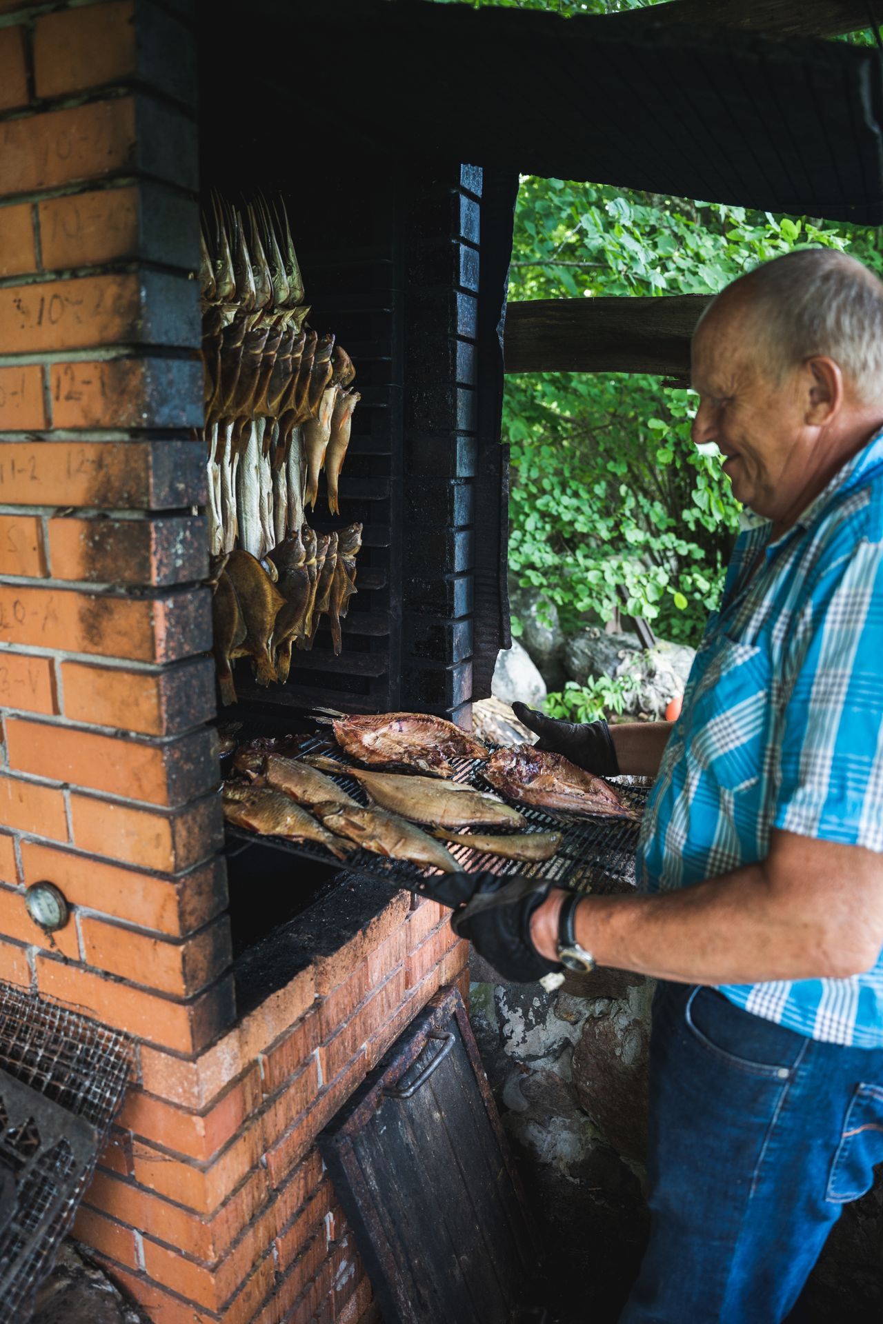 Svaigu zivju kūpināšana kūpinātavā