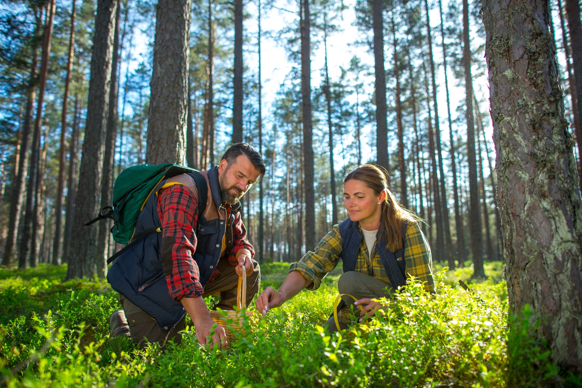 Blueberry picking in nature