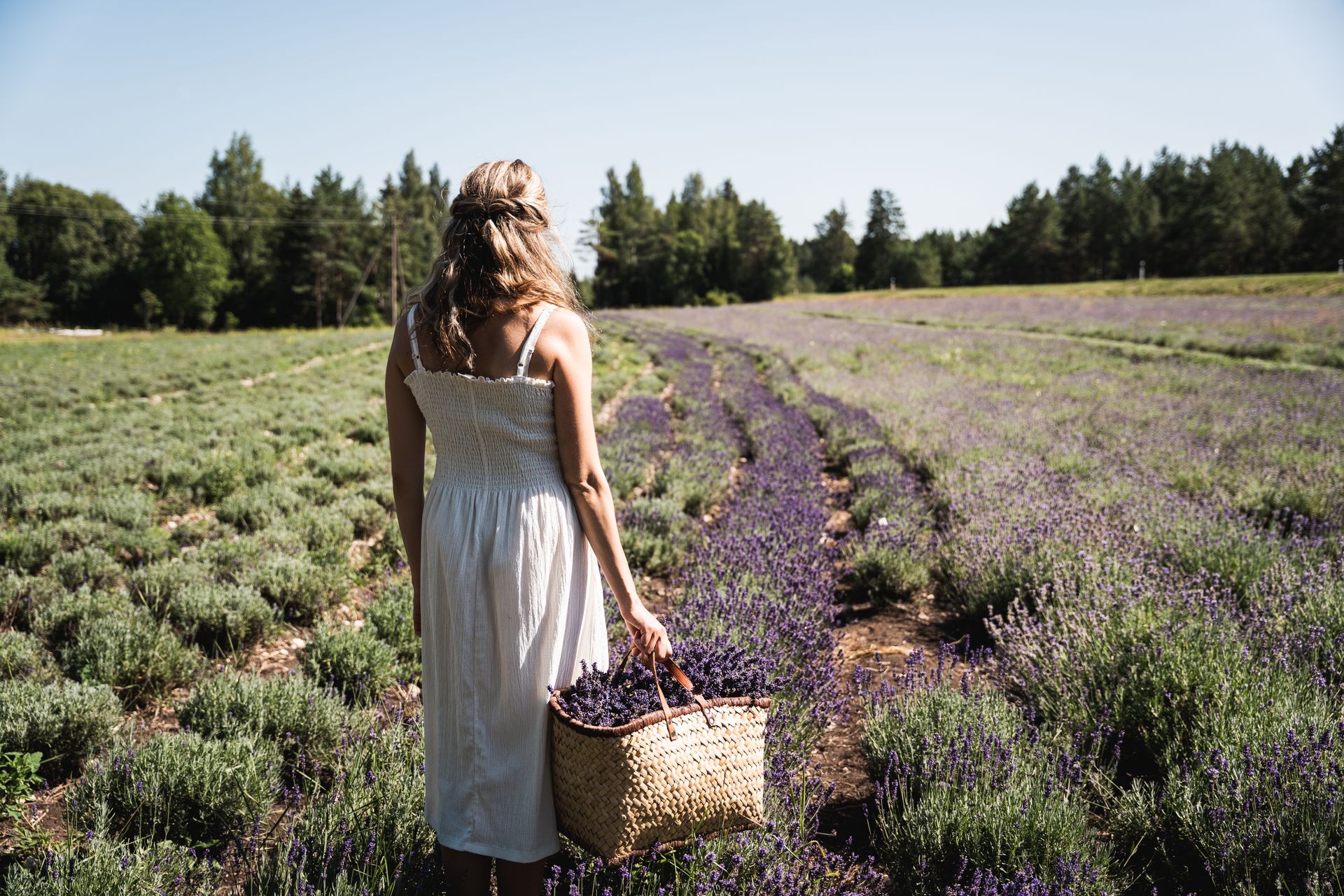 Hiiumaa Lavender Farm