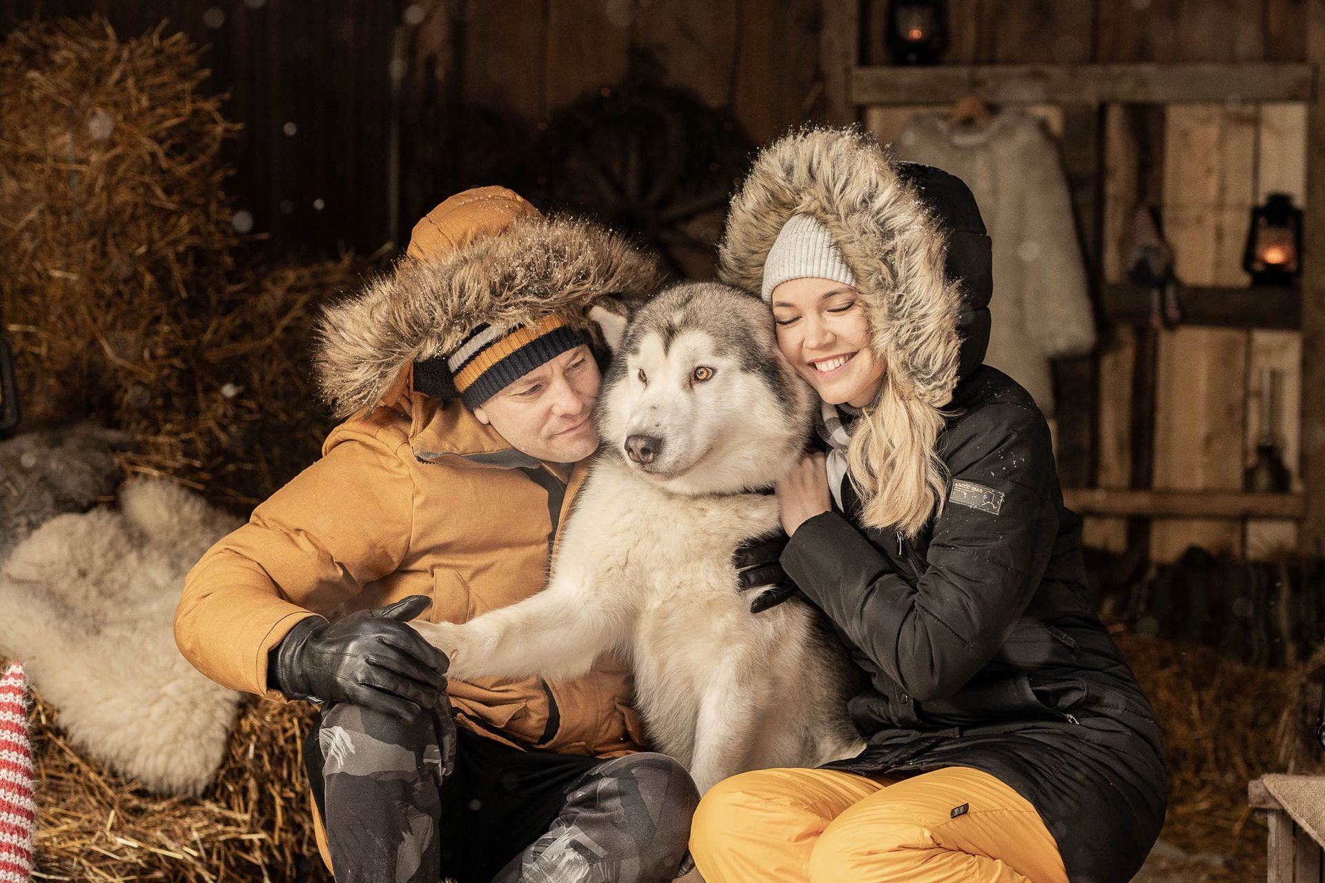 Small Lapland and husky dogs