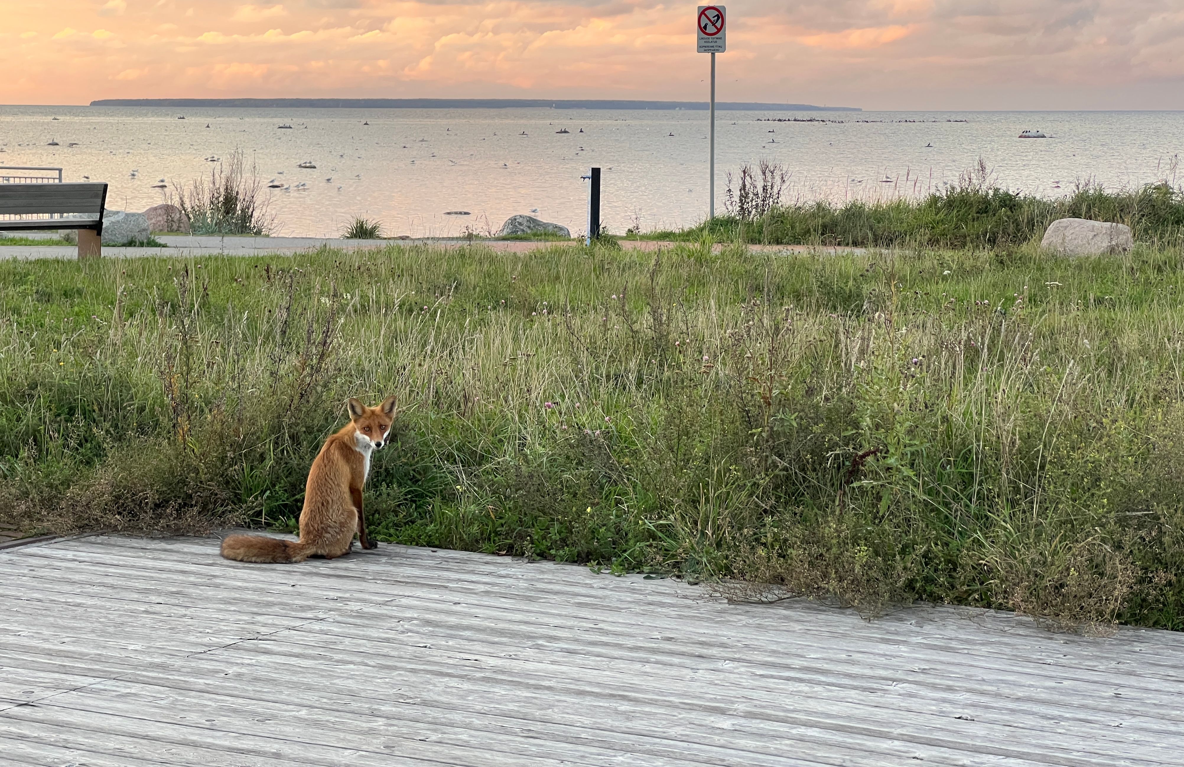 Off-the-beaten path in Tallinn: Tommy Cash's Kopli