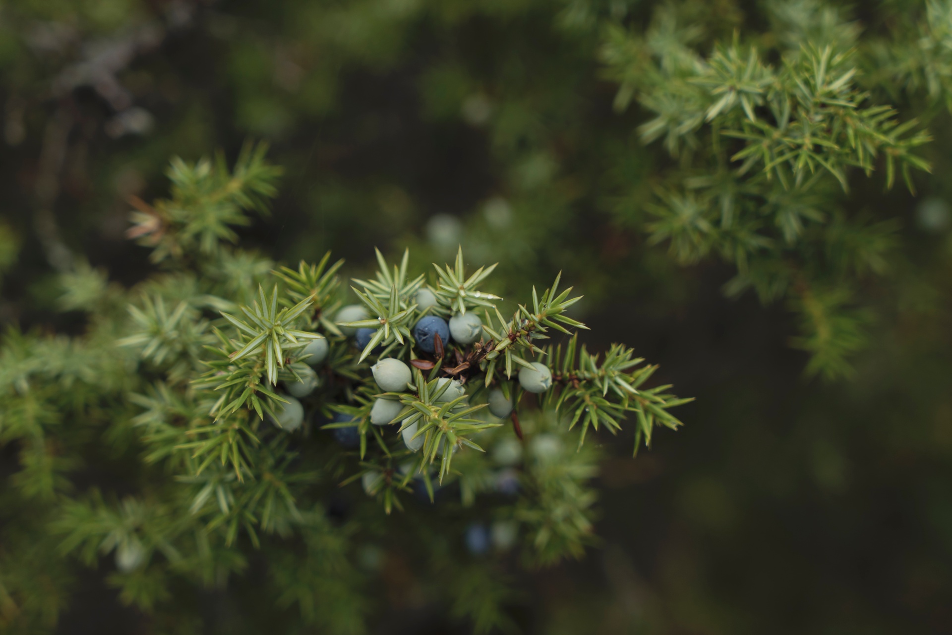 Wacholderbeeren auf der Insel Saaremaa in Estland