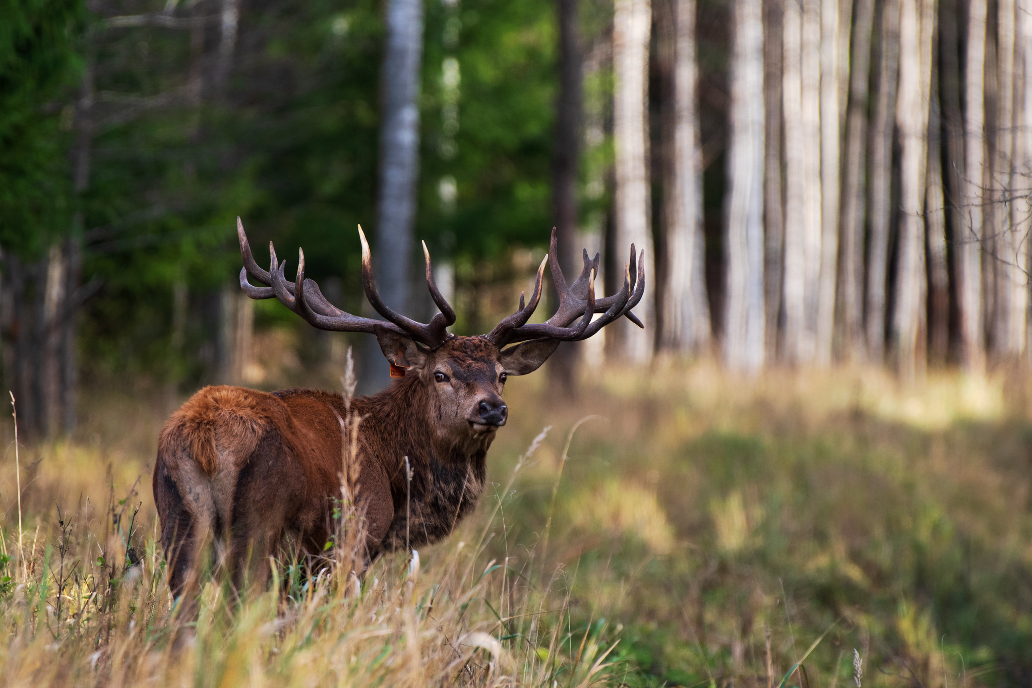A red deer at the Toosikannu Nature Resort in Central Estonia