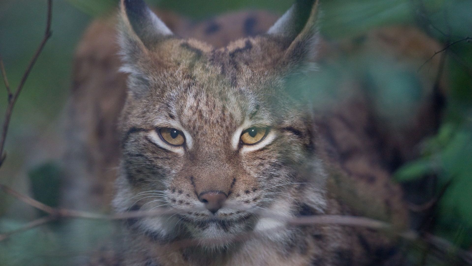 Ilves Soomaa rahvuspargis
