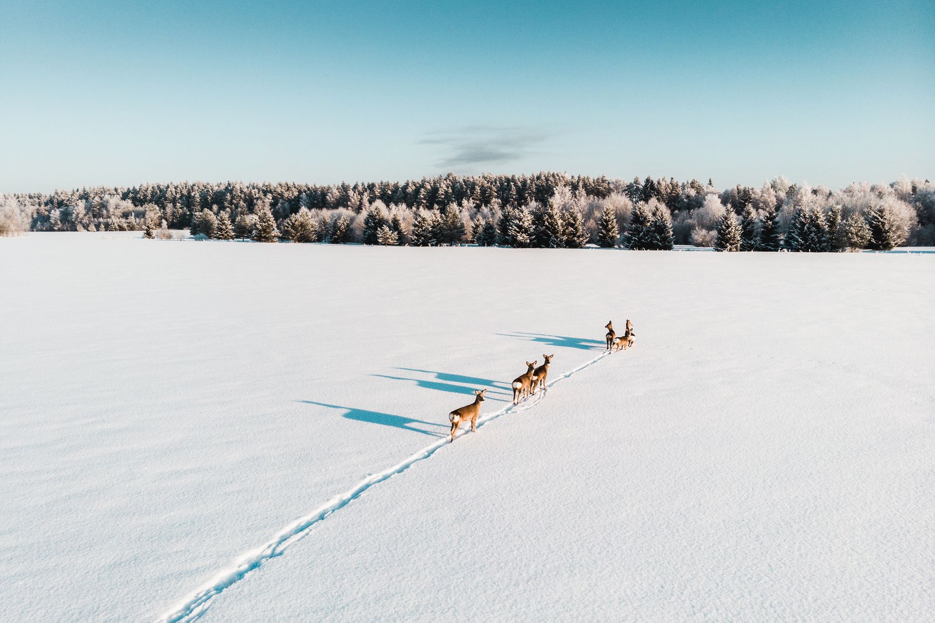 Winter landscape in Estonia
