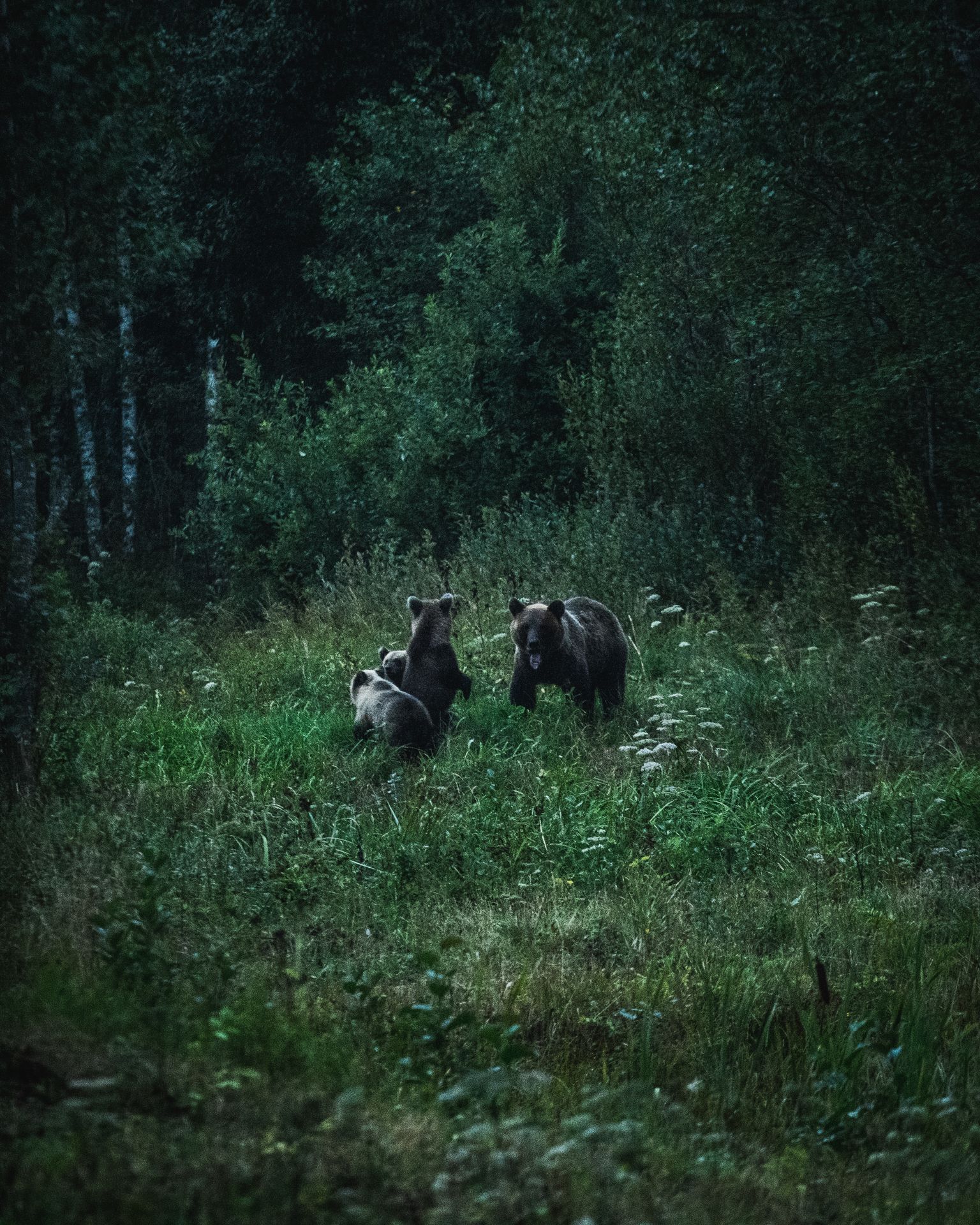 Karud Alutaguse rahvuspargis