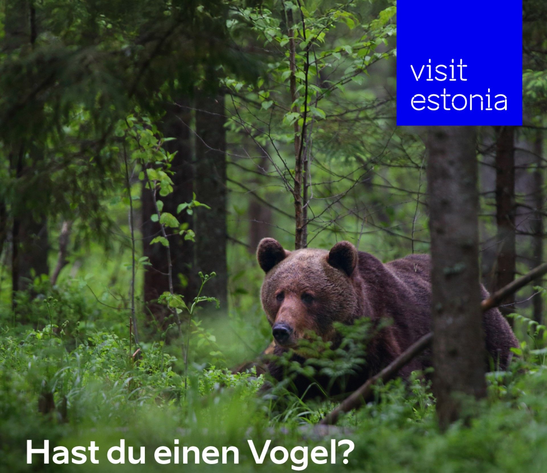 Karu pilt Visit Estonia kampaaniast Saksamaal