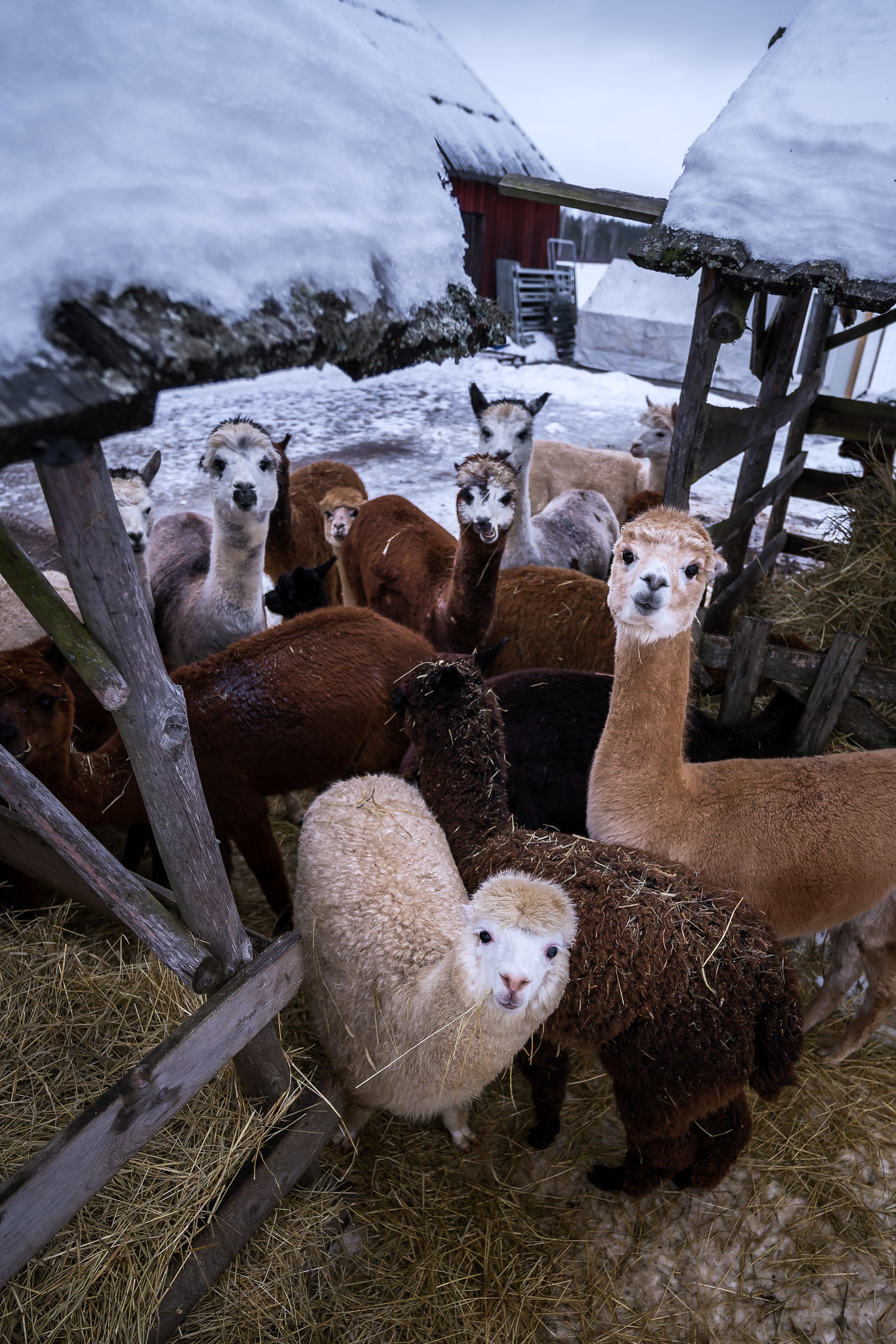 Wile Alpaca Farm in Central Estonia during winter