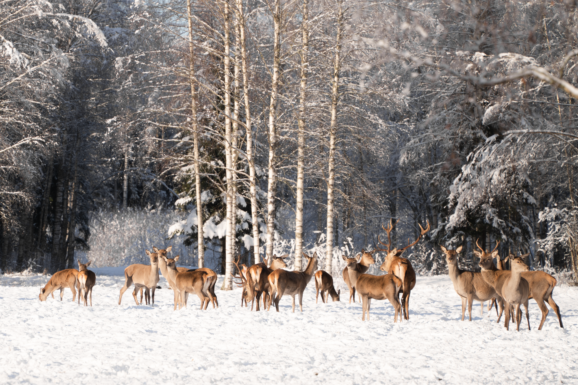 Toosikannu Nature Resort is home to a large herd of red deer.