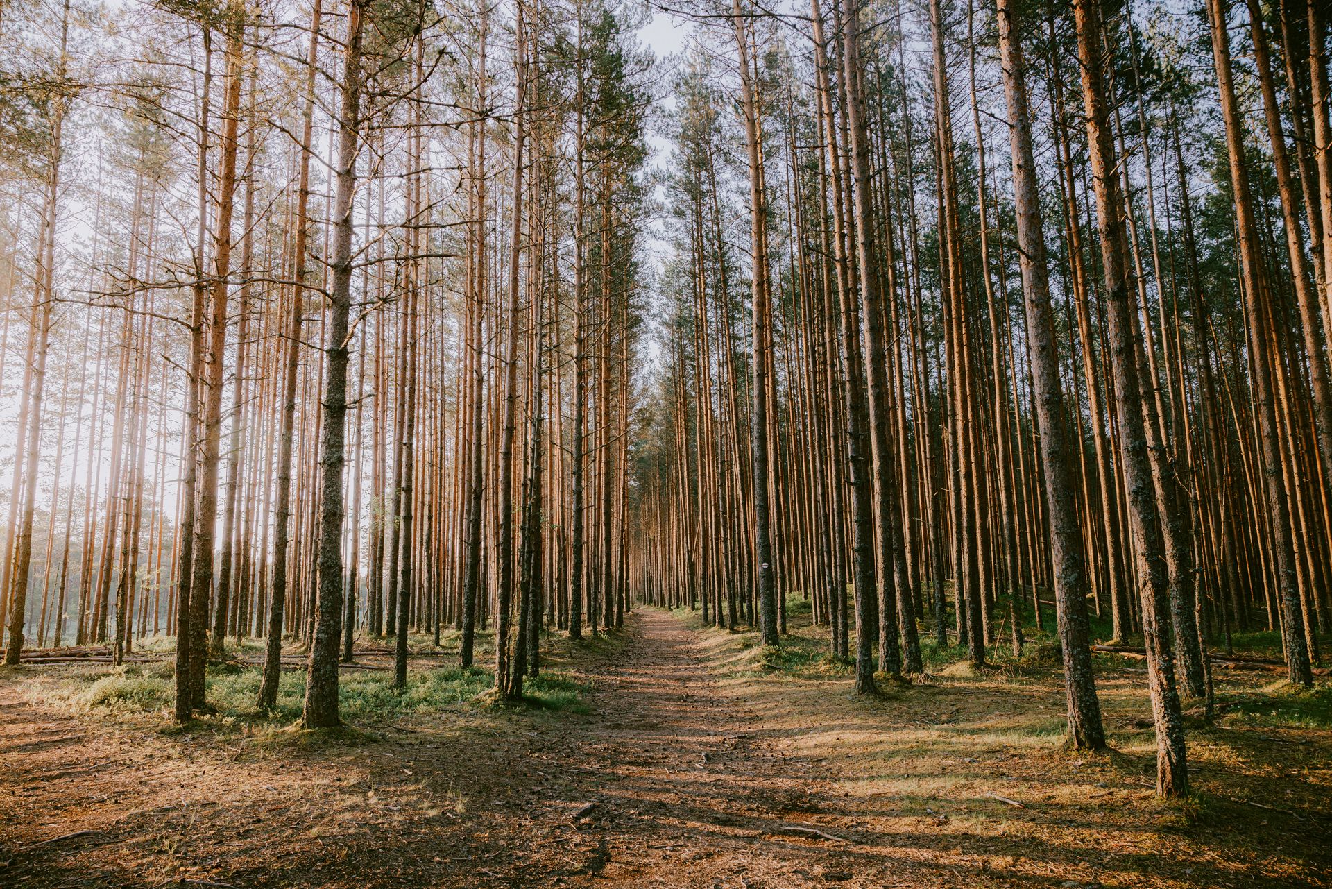 Metsatee männimetsas
