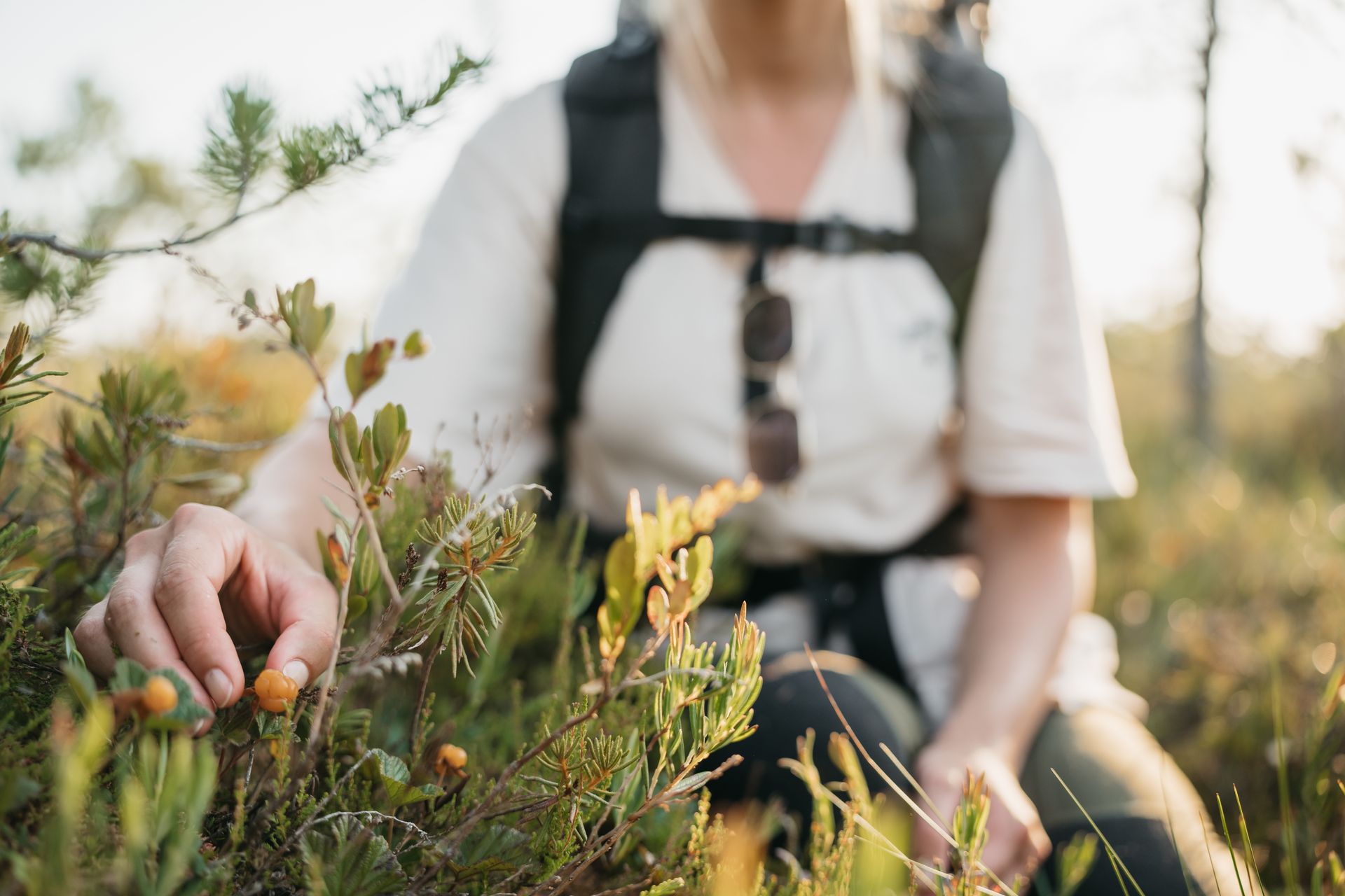 Picking cloudberries in an Estonian bog