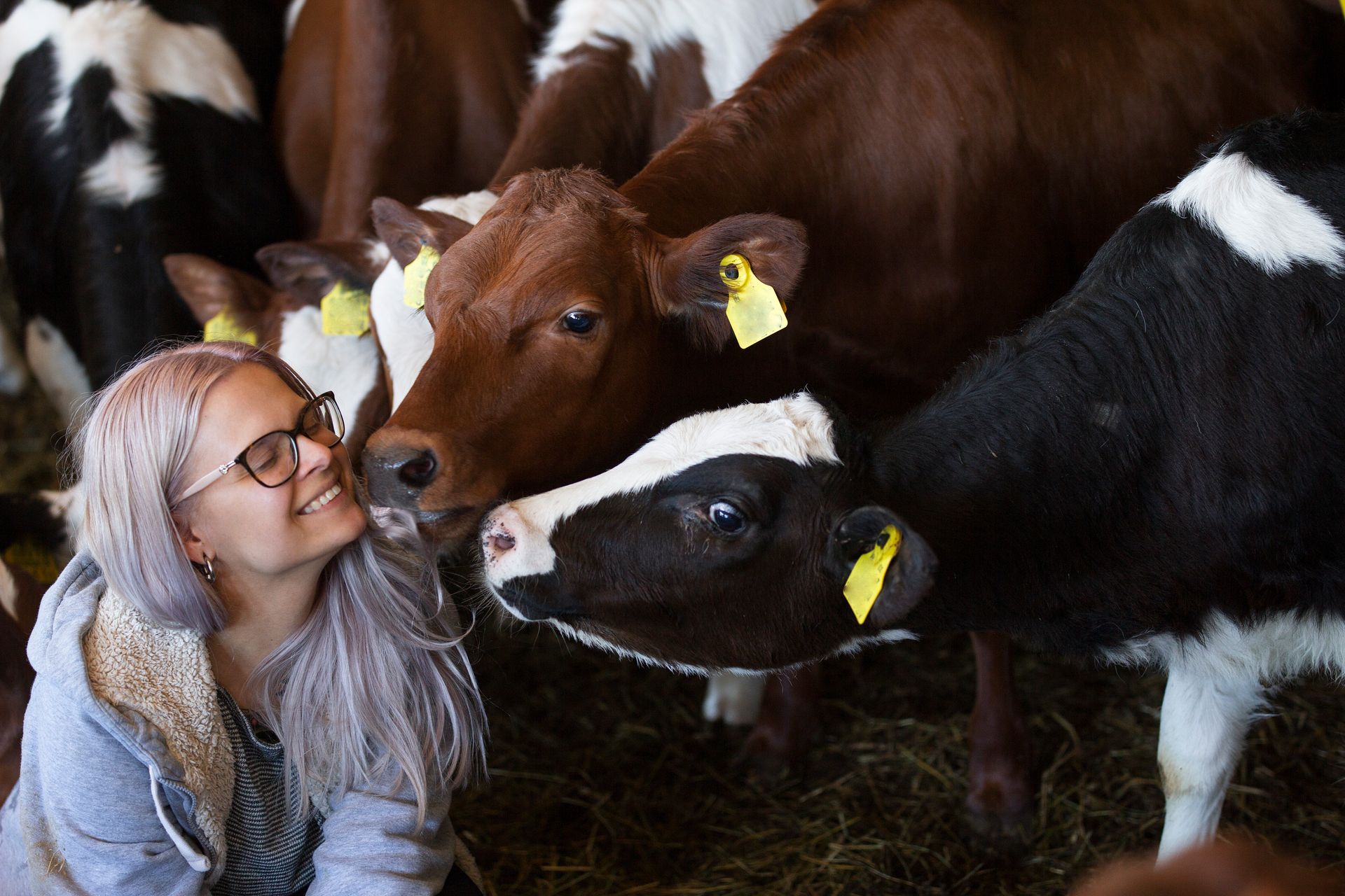 Visiting Nopri Dairy on South Estonia regional food tour