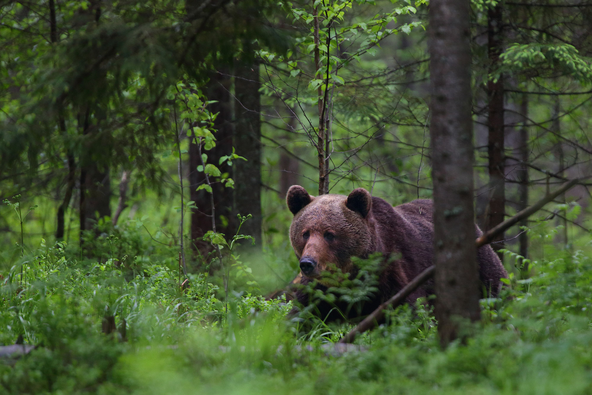 Braunbär in Estlands Wäldern