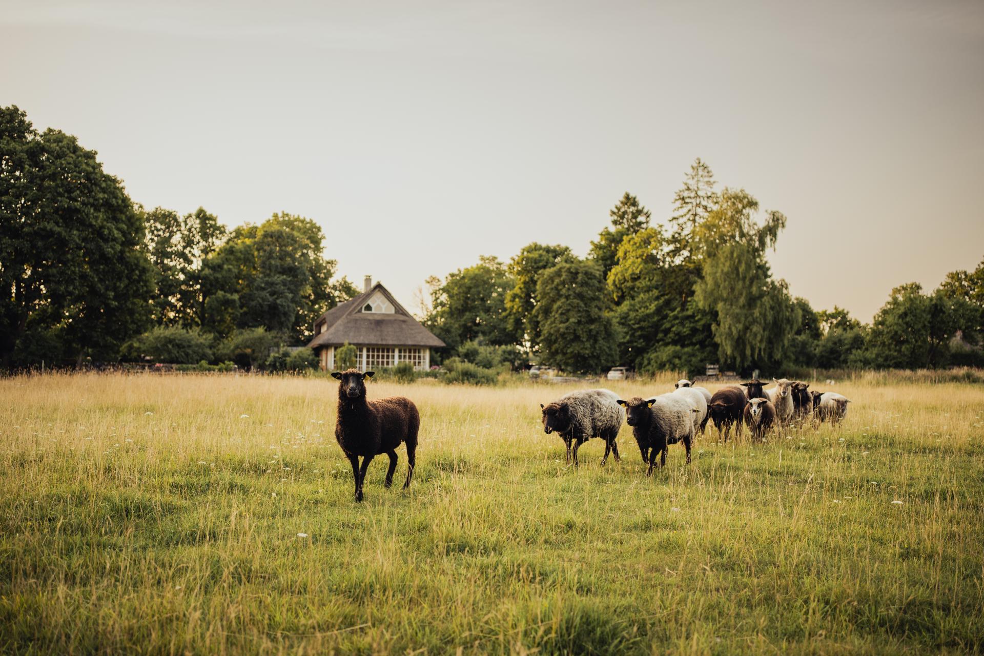 Tõnise talu lambad Muhumaal