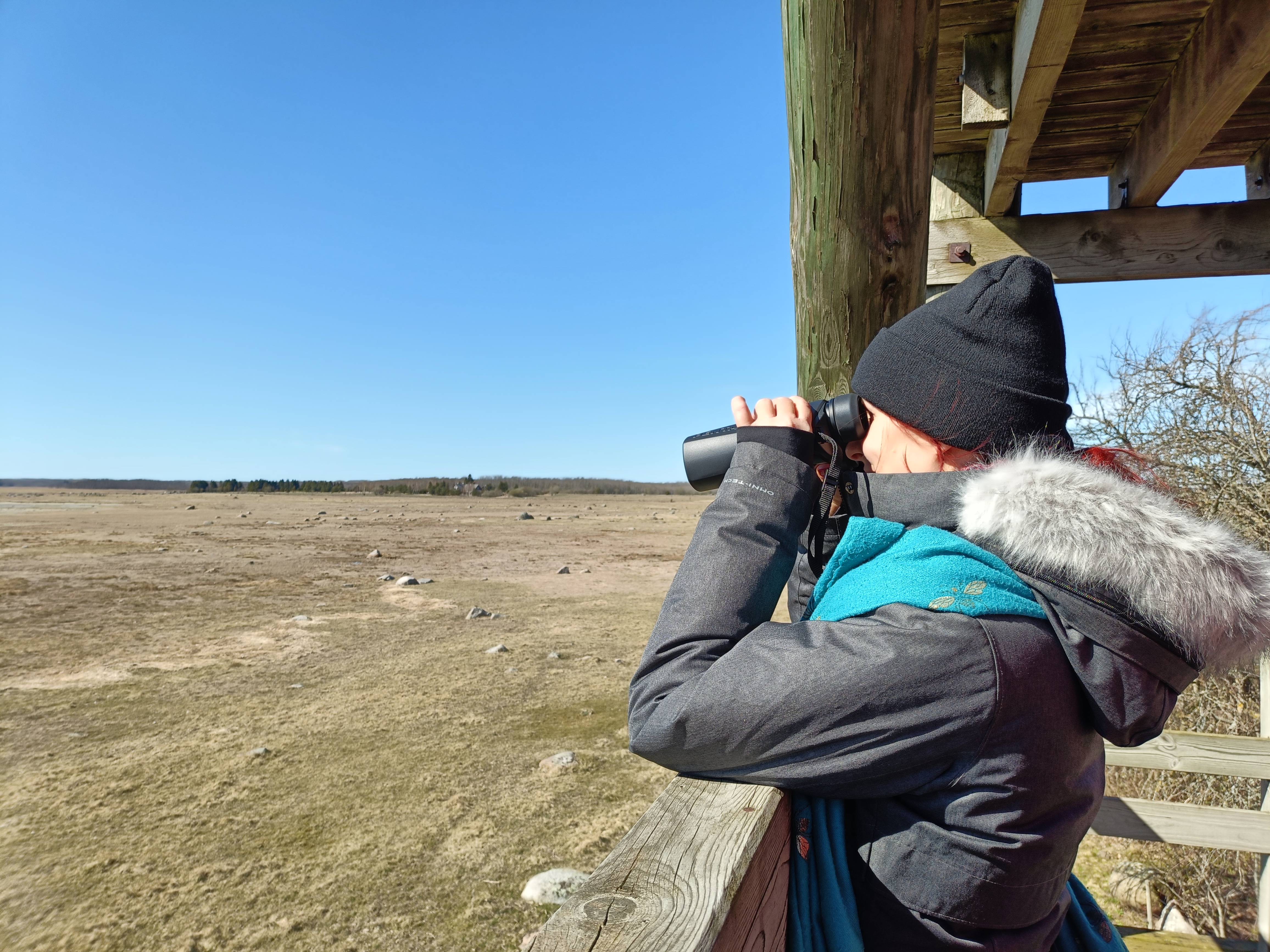 Skatu tornis Matsalu Naionālajā parkā