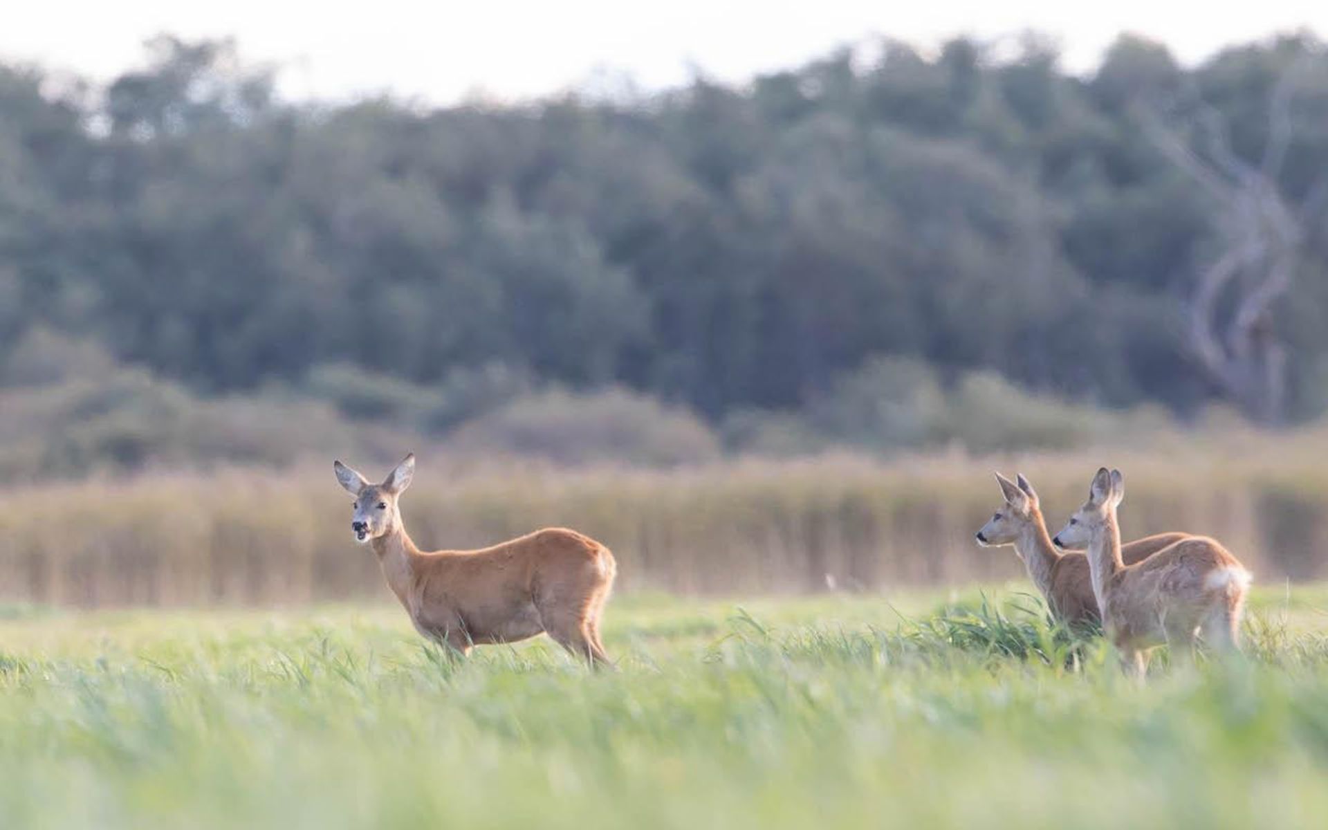 Deer in a field in Estonia