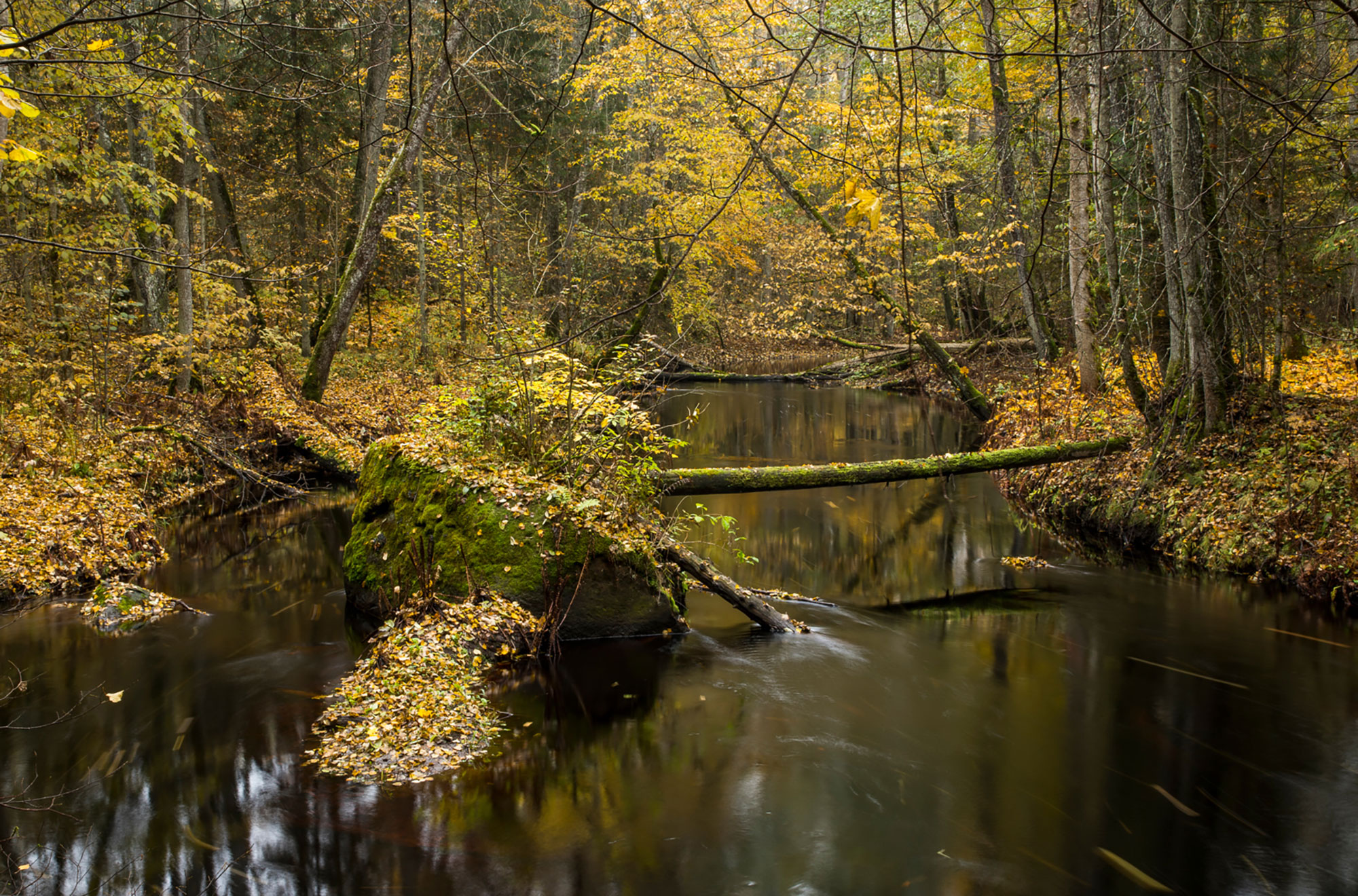 Urwald von Poruni
