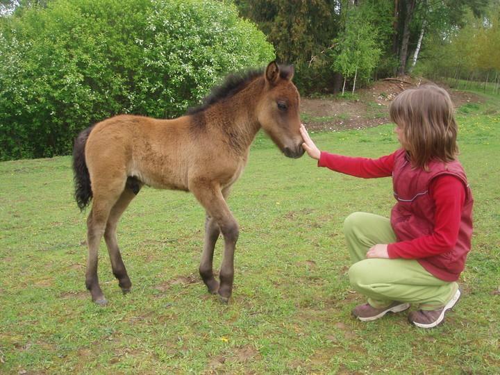 Ponyland