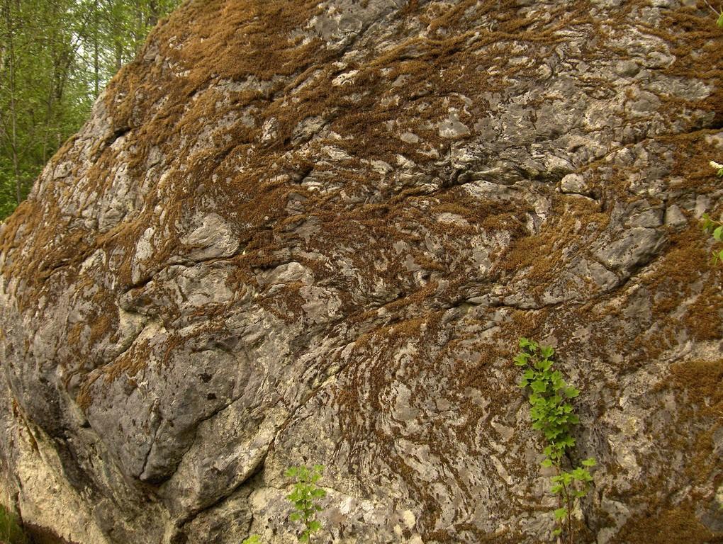 Tõugussaare bog hike