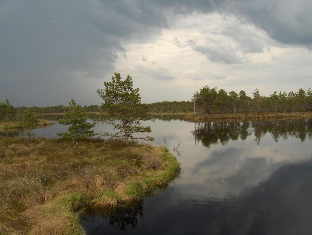 Tõugussaare bog hike