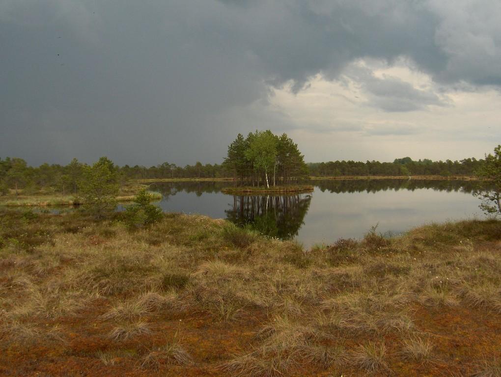 Tõugussaare bog hike