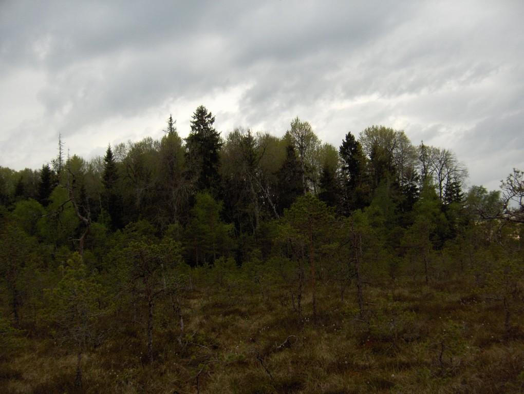 Tõugussaare bog hike