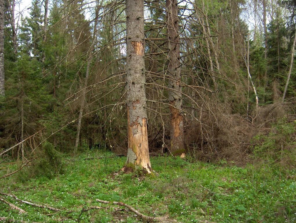 Tõugussaare bog hike