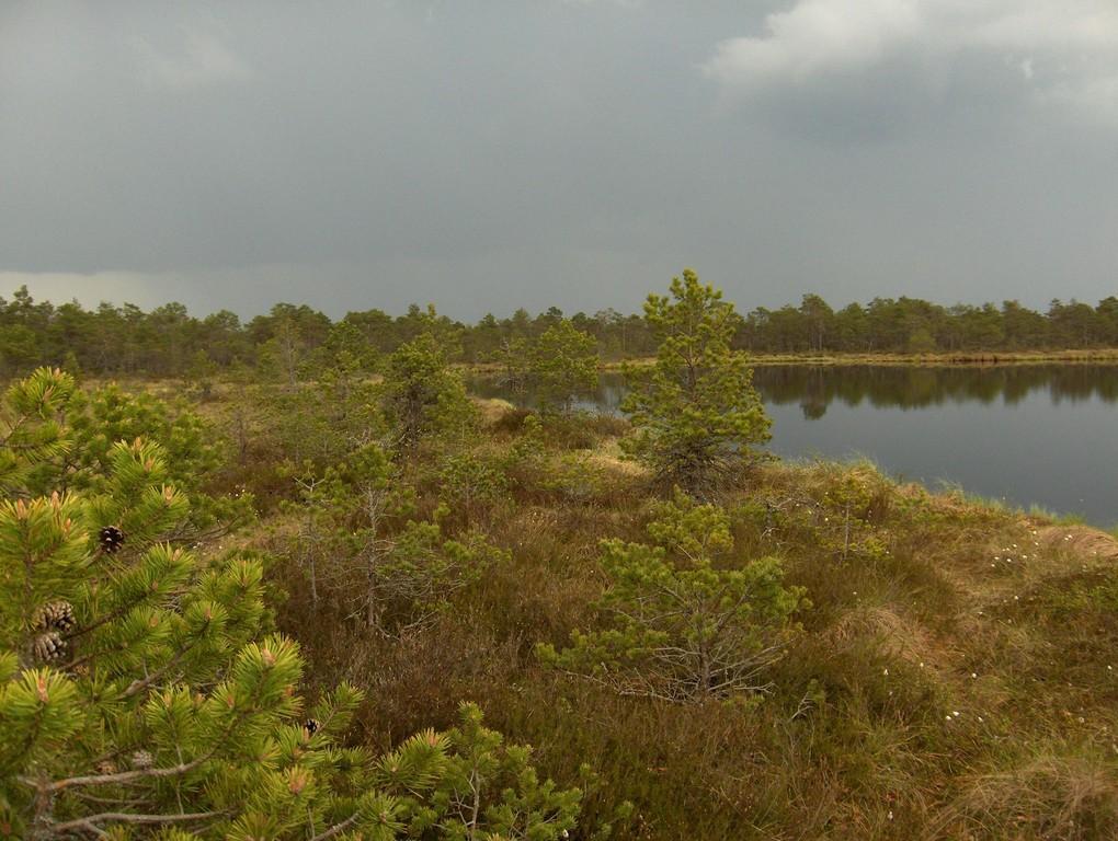 Tõugussaare bog hike