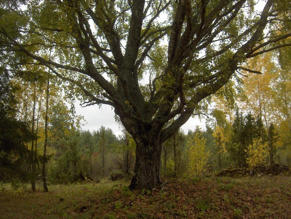 Jalgsimatk avastades pärandkultuuri Kurese muinasmaastikel