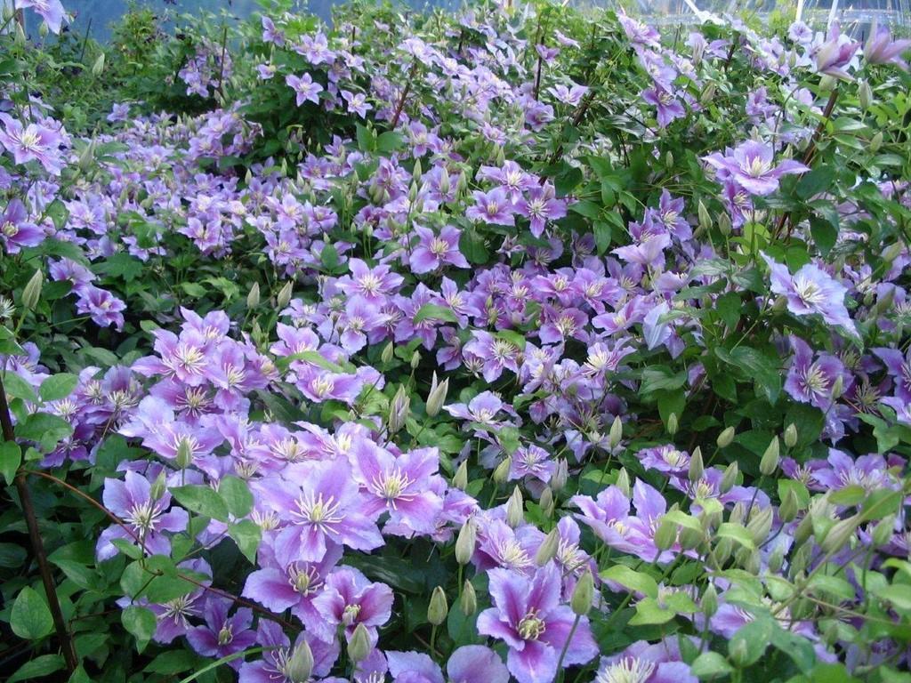 Roogoja Farm demonstration garden