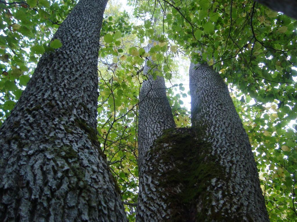 Pārgājiens pa Tõldmē neskartās dabas elfu takām