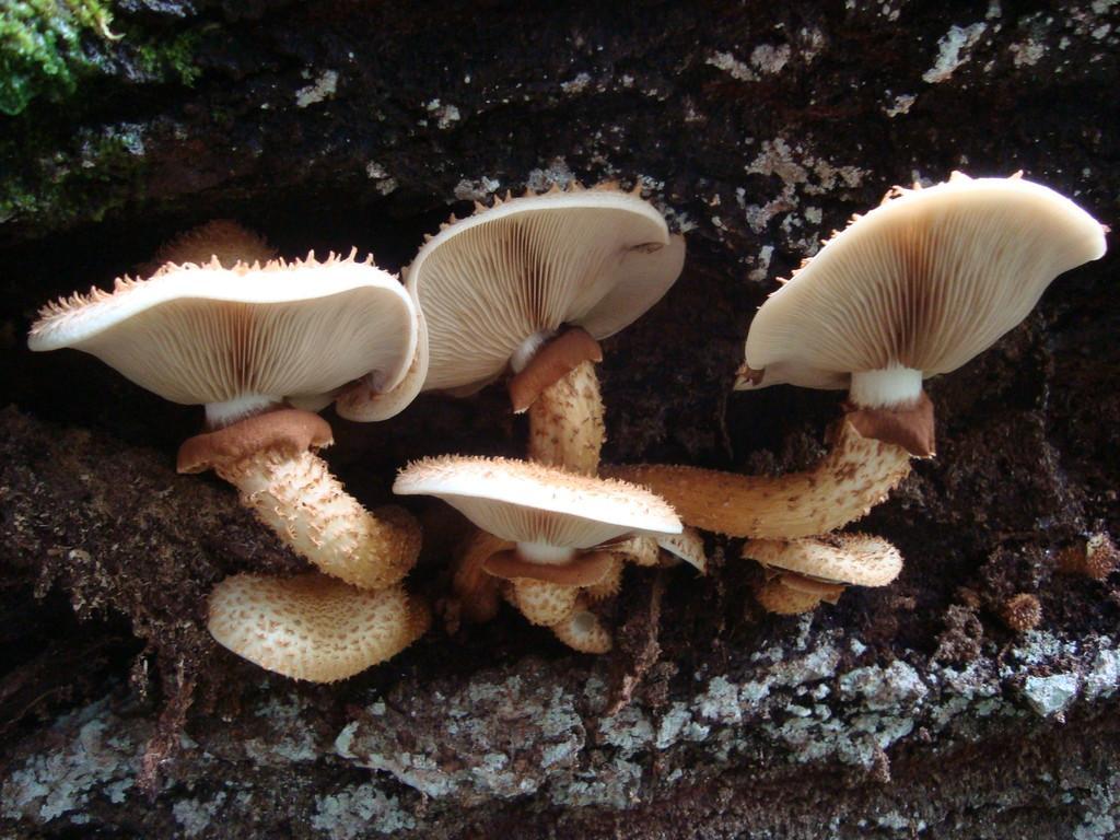 Pārgājiens pa Tõldmē neskartās dabas elfu takām