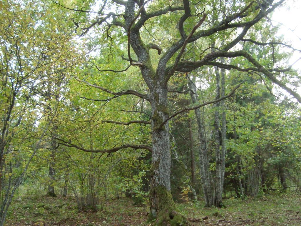 Pārgājiens pa Tõldmē neskartās dabas elfu takām