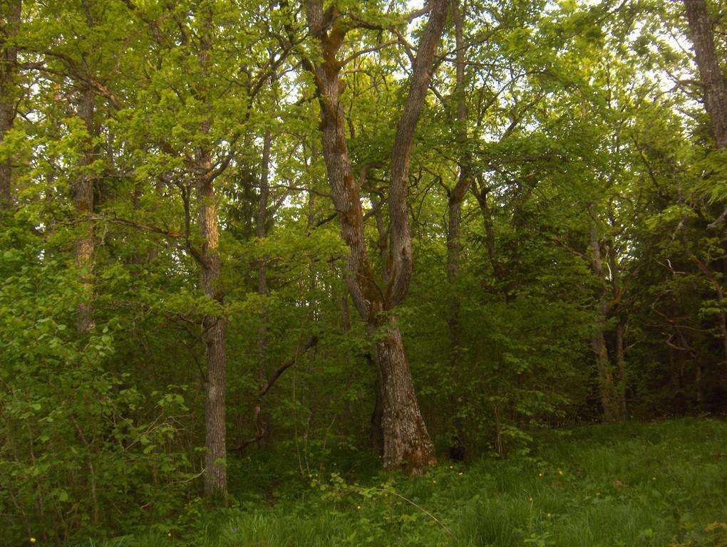 A hike on the trails of elves in the virgin nature of Rahama