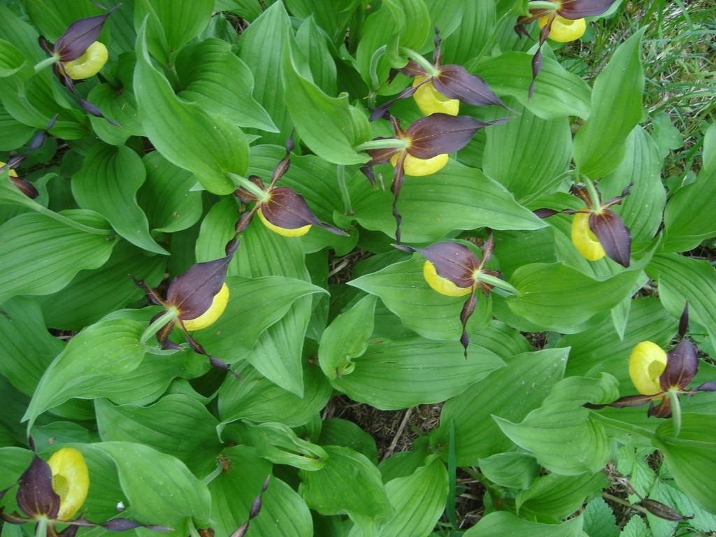 Kaunid kuldkingad (cypripedium calceolus)