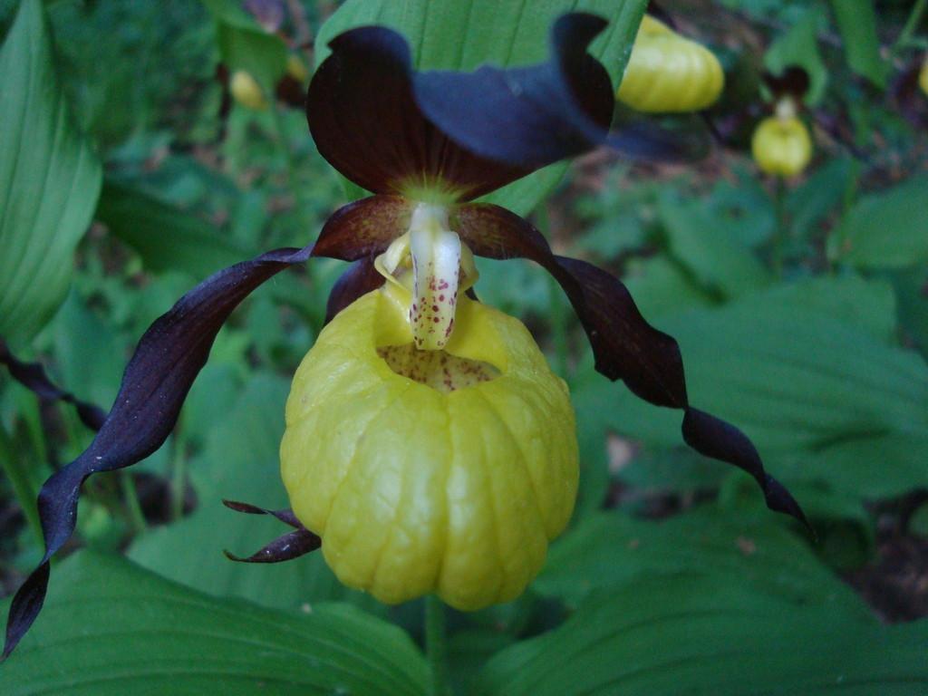 Sügavate õievagudega kaunis kuldking (cypripedium calceolus)