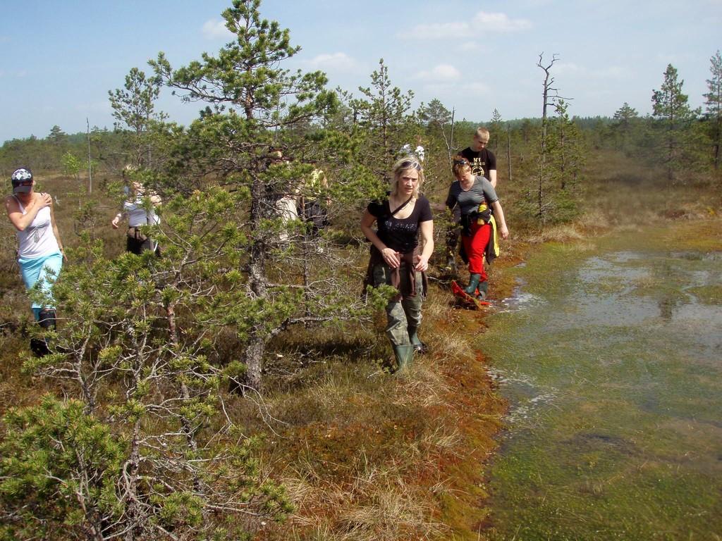 Moorwanderungen im Hochmoor Koitjärve