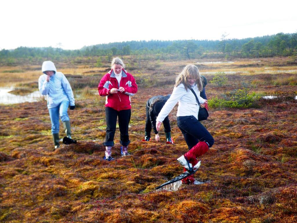 Bogshoe hiking in Koitjärve bog