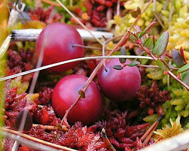 Summer and winter bogshoe hikes in Valgesoo bog