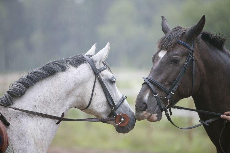 Maria Farm Riding Centre